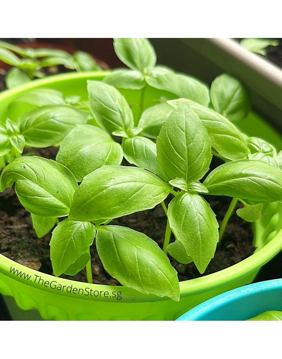 Sweet Basil Seeds by HORTI